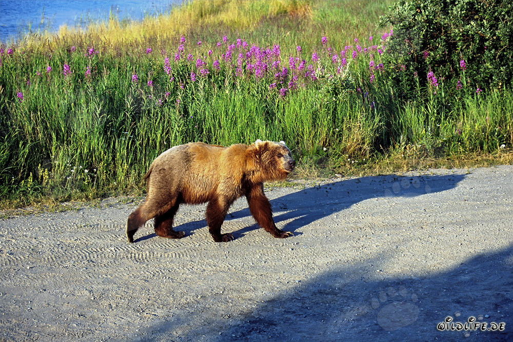 Ourson en route vers la rive de la rivière en Alaska