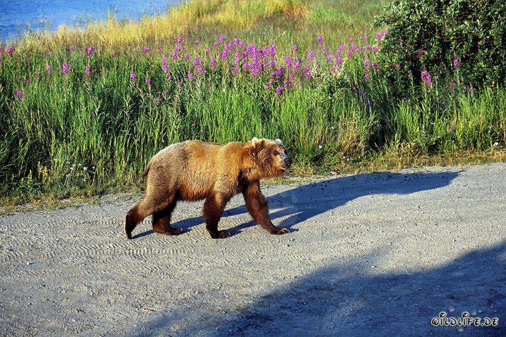 Young bear heading to the riverside in Alaska