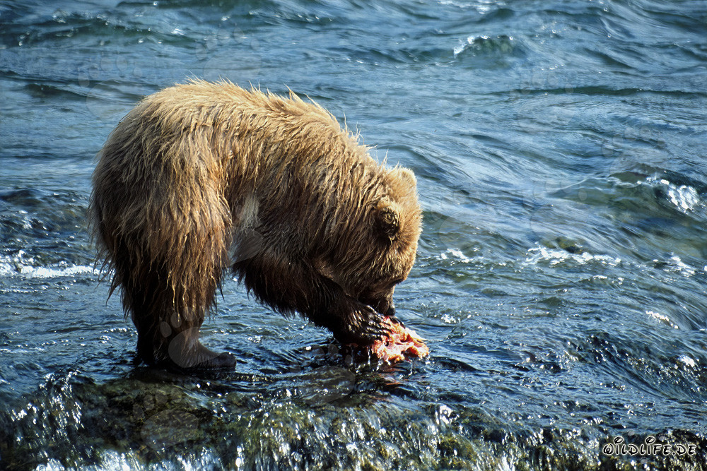 Jeune ours brun attrape un délicieux saumon