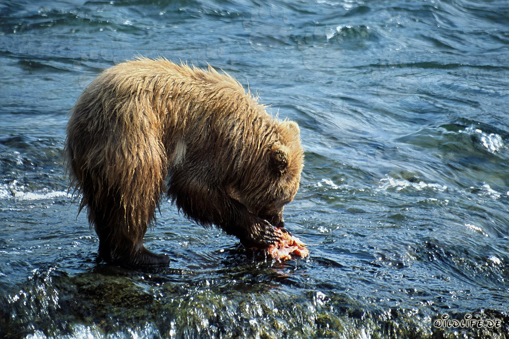 Junger Braunbär fängt einen leckeren Lachs