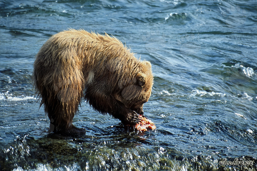Young Brown Bear catches a tasty Salmon