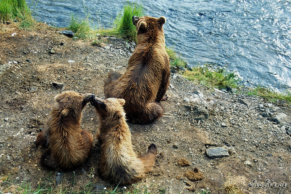 Brown bears observing the salmon hunt at the waterfall