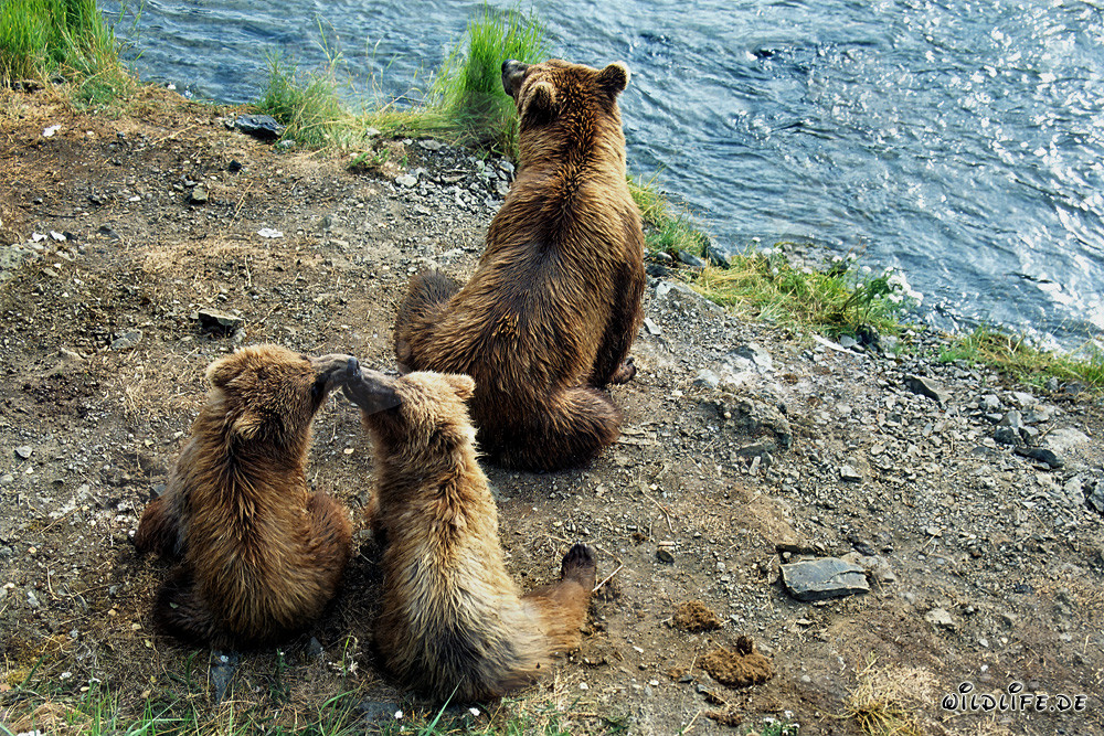 Observación de osos pardos durante la pesca del salmón en la cascada