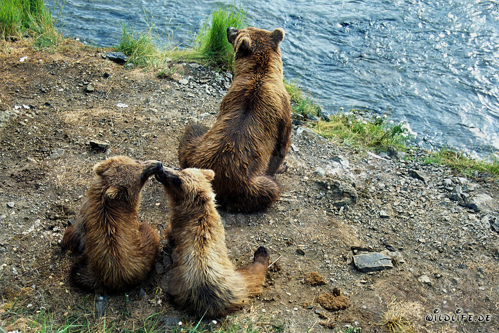 Observation des ours bruns pendant la pêche au saumon à la cascade