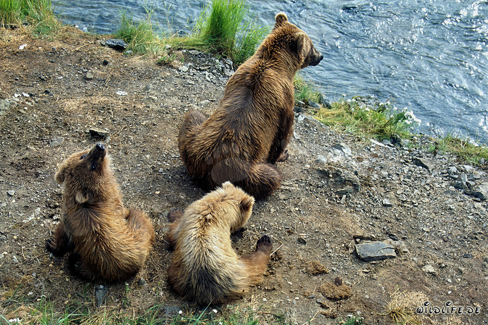 Resting bear family observes nature on the picturesque river bank