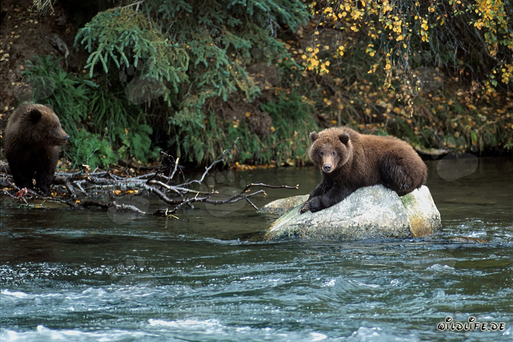 Giovane orso rilassato su una roccia nel Brooks River, Alaska