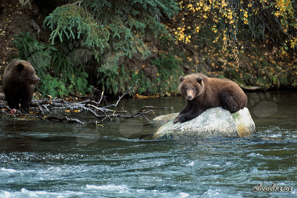 Jeune ours se détend sur un rocher dans la rivière Brooks, Alaska