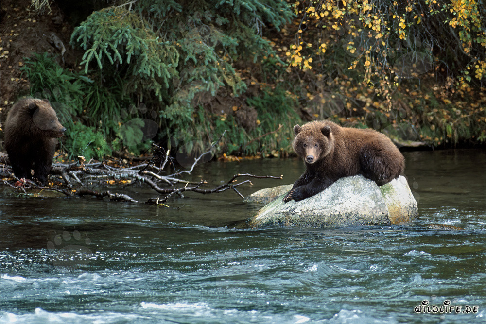 Jungbär entspannt auf einem Felsen im Brooks River, Alaska