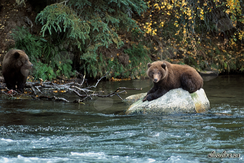 Oso joven relajado en una roca en el río Brooks, Alaska