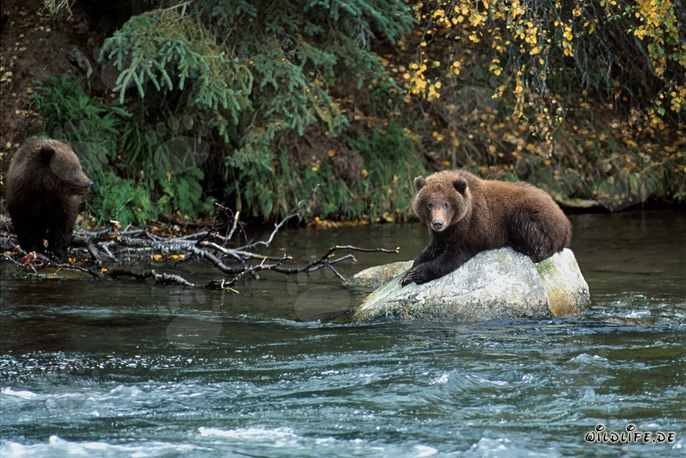 Young bear relaxing on a rock in Brooks River, Alaska
