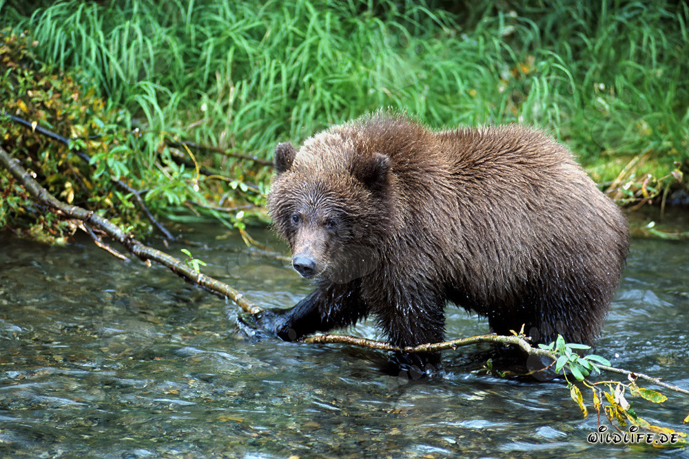 Junger Braunbär im Fluß
