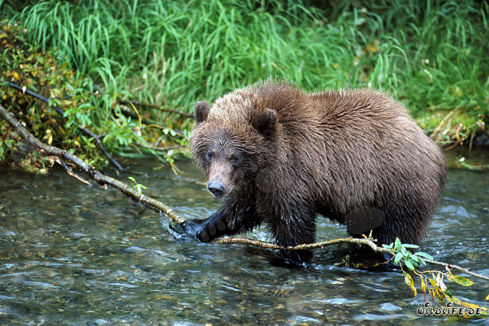 Jeune ours brun dans la rivière