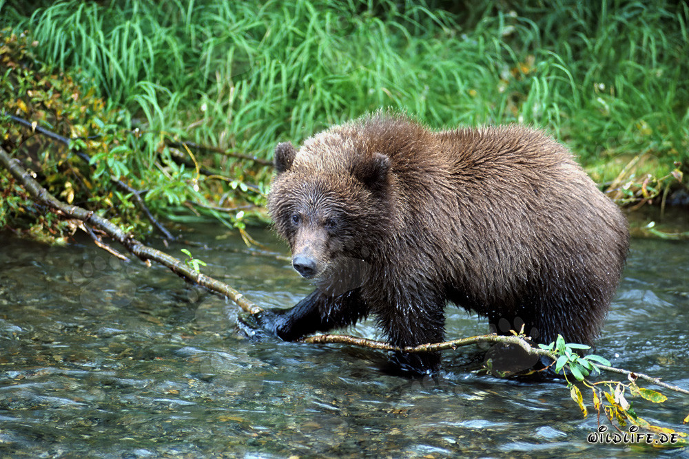 Oso pardo joven en el río