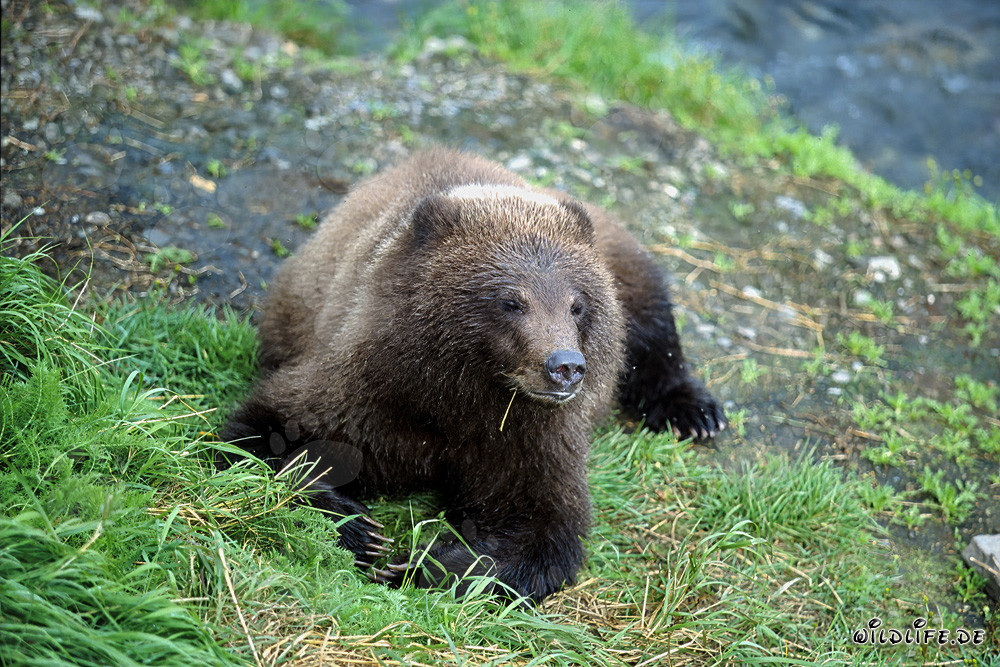 Osservare un giovane orso sulla pittoresca riva del fiume