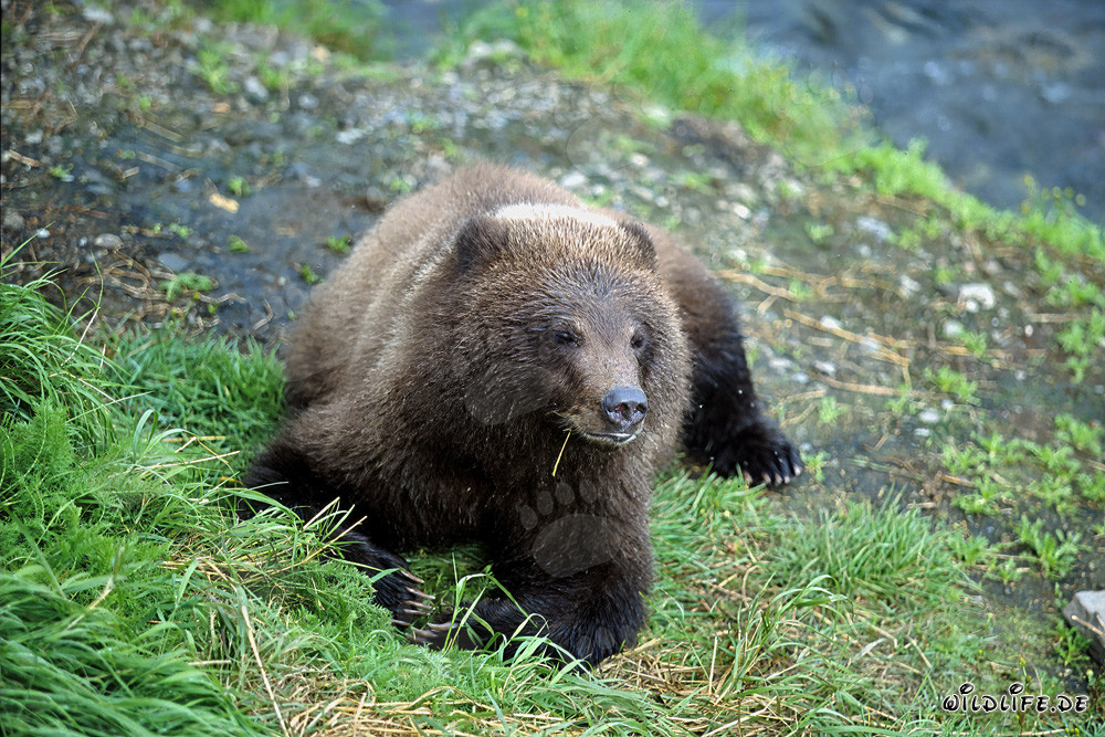 Observer un jeune ours sur la pittoresque rive de la rivière