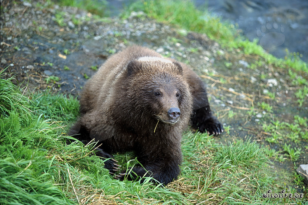 Jungbär am malerischen Ufer des Flusses beobachten