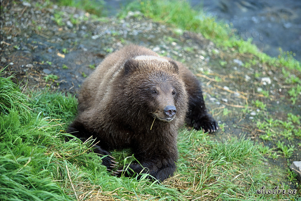 Observar a un oso joven en la pintoresca orilla del río