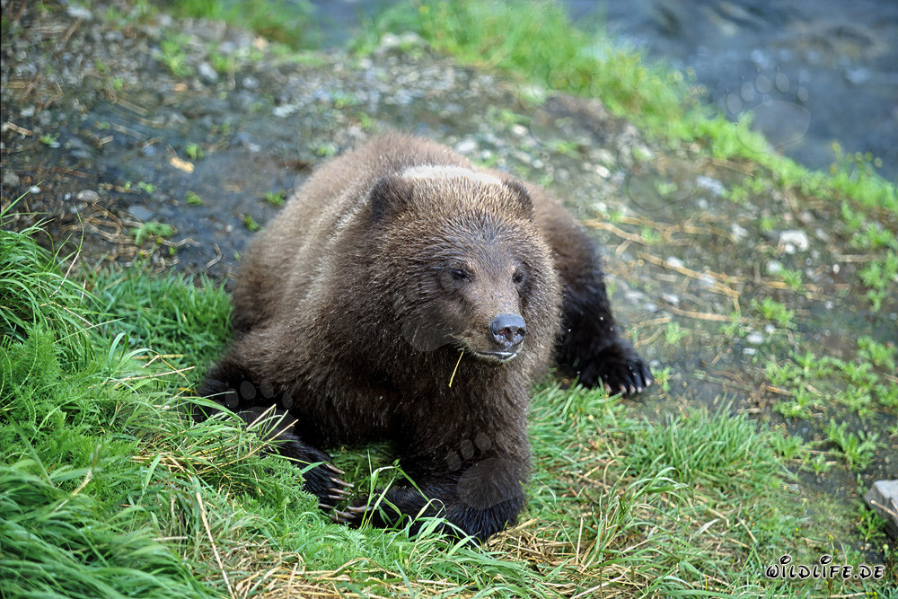Observing a Young Bear at the Picturesque River Bank