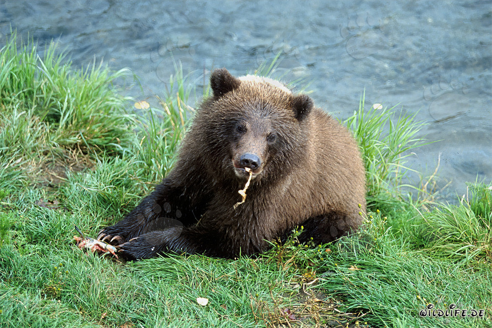 Der kleine Braunbär genießt den frischen Lachsfluss