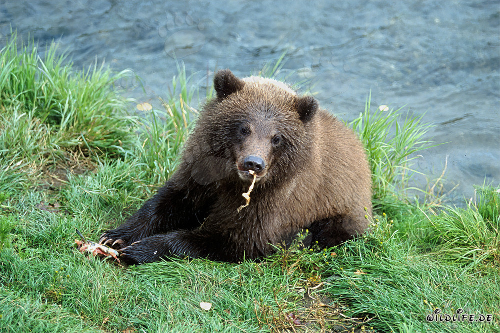 The small brown bear enjoys the fresh salmon stream