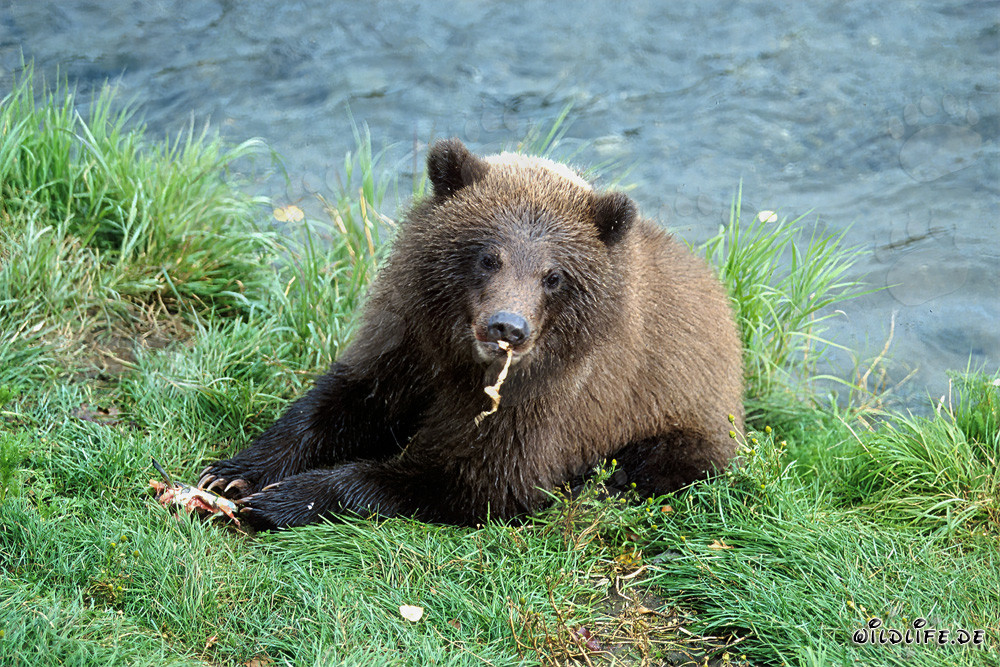 Il piccolo orso bruno gode del fiume di salmoni freschi