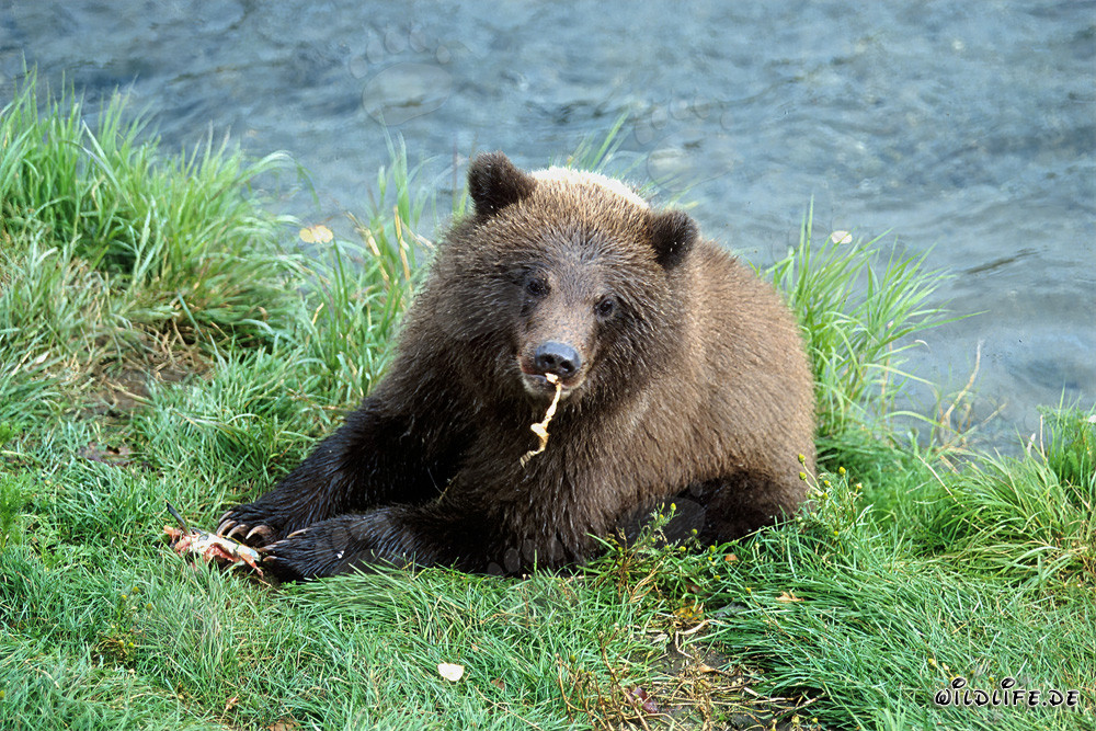 El pequeño oso pardo disfruta del río de salmón fresco