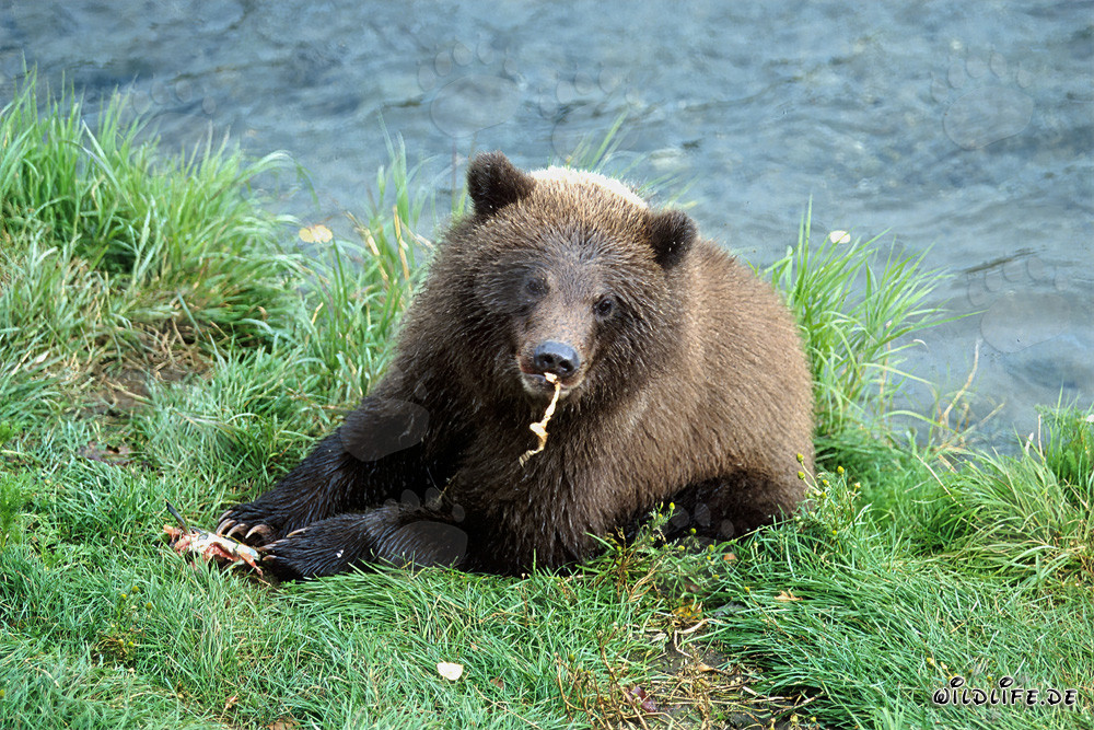 Le petit ours brun apprécie la rivière de saumon frais