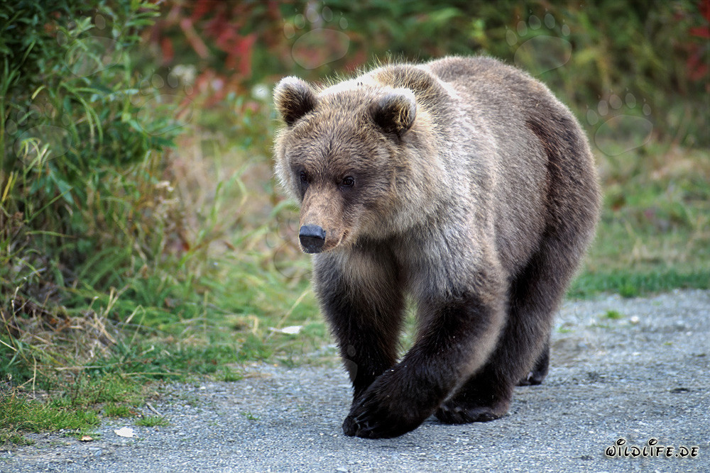Jungbär auf Entdeckungsreise am Flussufer