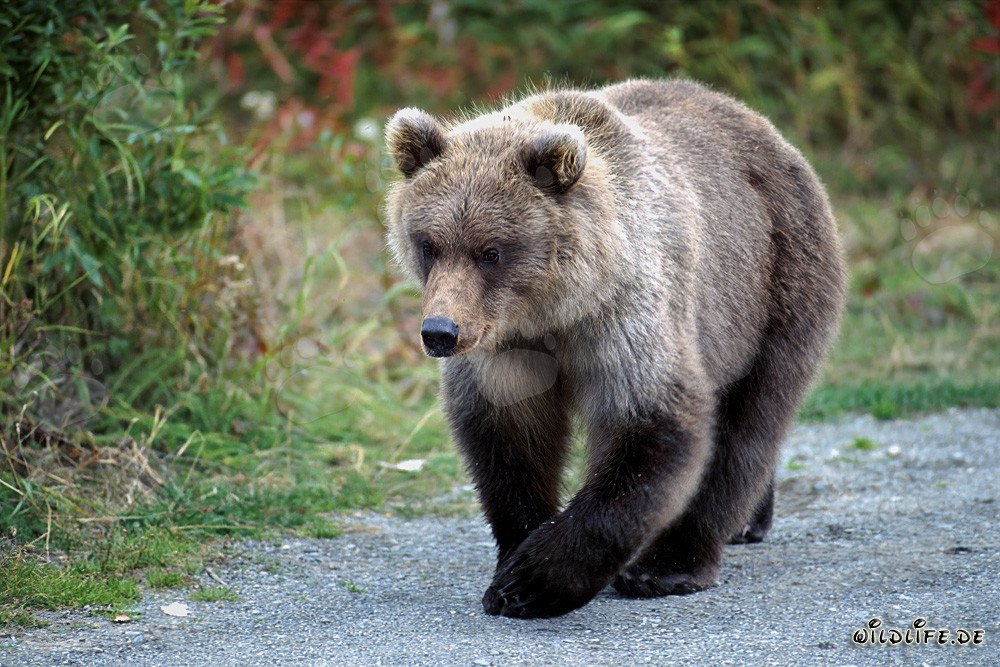 Young bear on an adventure at the riverbank