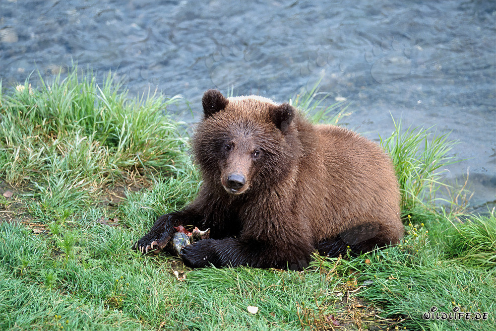 Jungbär beim Fischen nach Lachs am Brooks River in Alaska