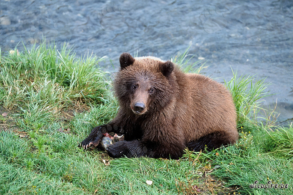 Oso joven pescando salmones en el río Brooks en Alaska