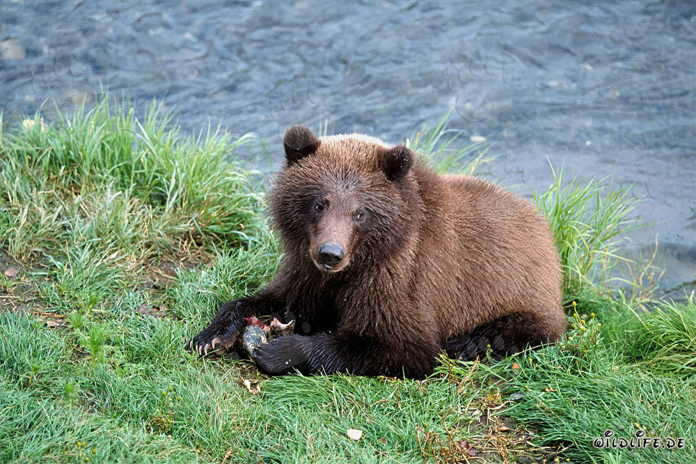 Young Bear Fishing for Salmon at Brooks River in Alaska