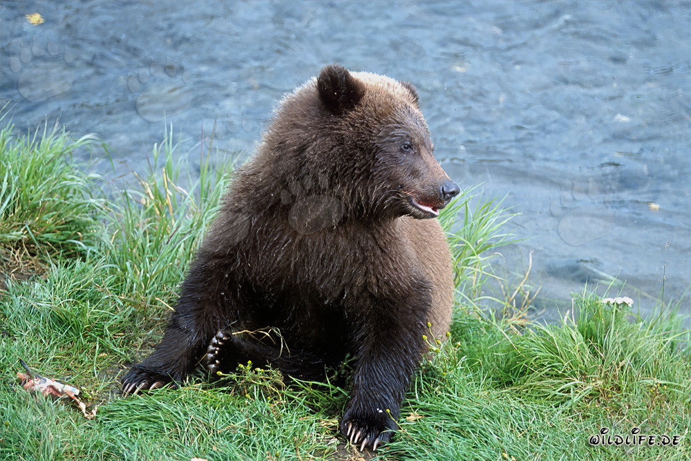 Ourson se régale de saumon frais au bord d'une rivière