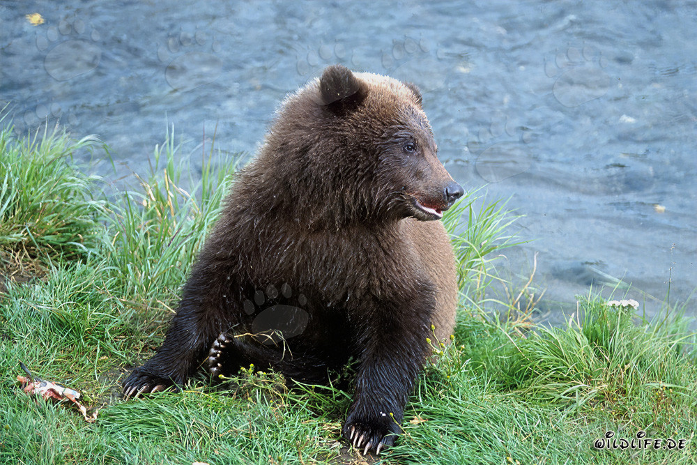 Young bear enjoying fresh salmon at a riverbank
