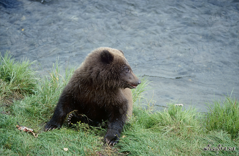 Jeune ours brun attend patiemment au bord de la rivière Brooks