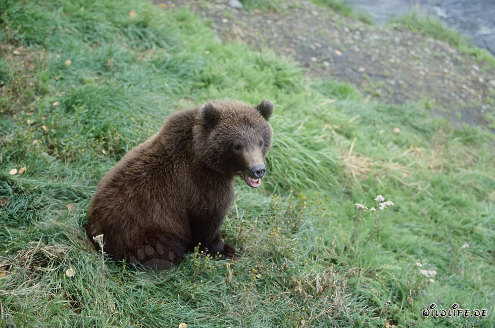 Giovane orso bruno in attesa sulla riva del fiume Brooks, Alaska, USA