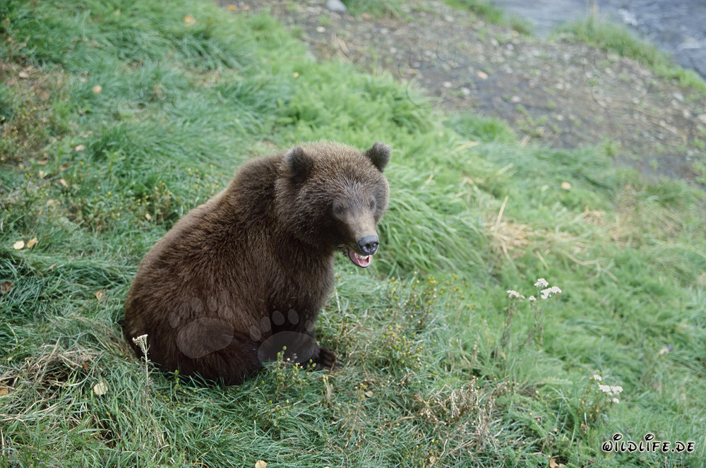 Jeune ours brun attendant sur la rive de la rivière Brooks, Alaska, USA