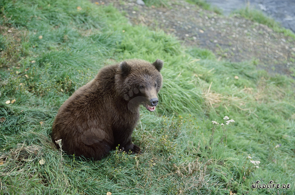 Joven oso pardo esperando en la orilla del río Brooks, Alaska, EE. UU.
