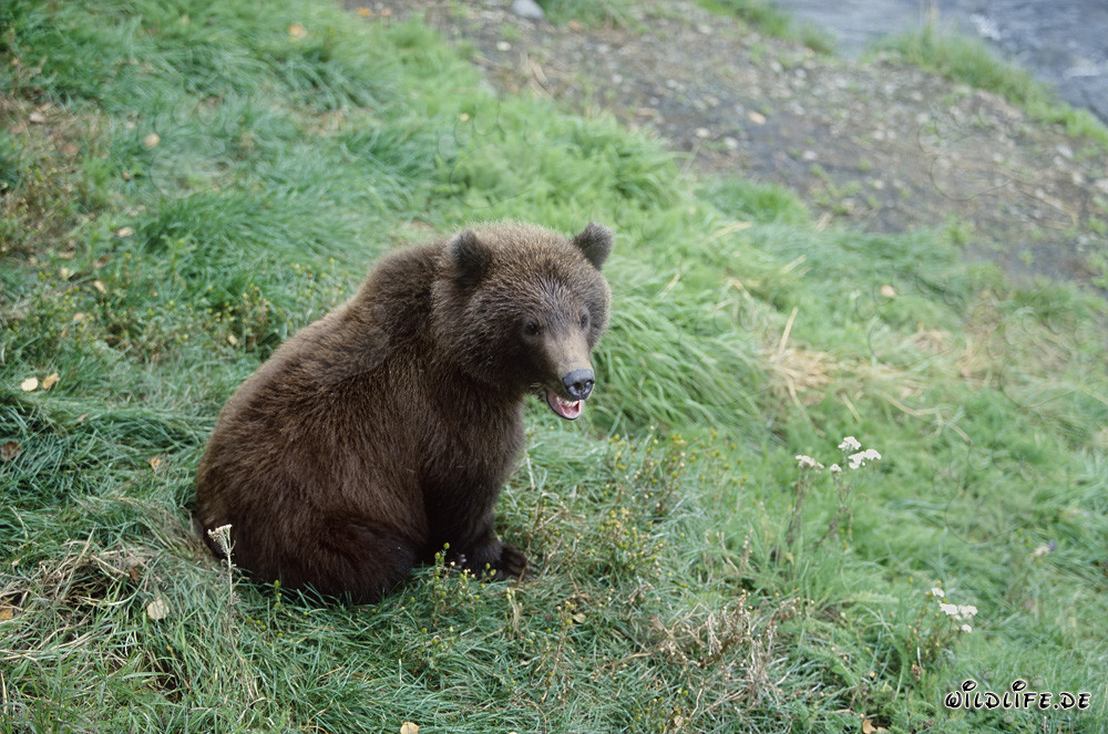 Junger Braunbär am Brooks Riverufer warten, Alaska, USA