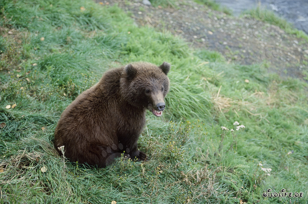 Young Brown Bear Waiting at Brooks River Bank, Alaska, USA