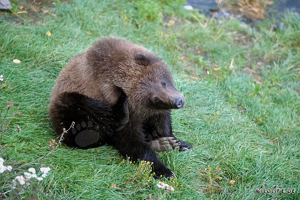 Jungbär wartet geduldig am Brooks River
