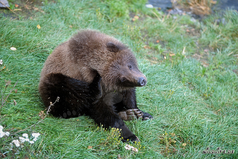 Oso joven espera pacientemente en el río Brooks