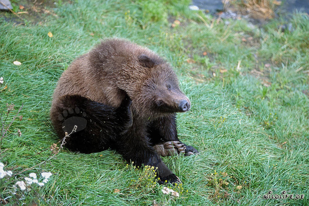 Young bear patiently waits at Brooks River