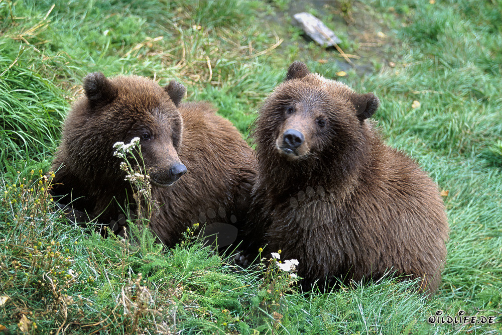 Deux jeunes ours bruns (Ursus arctos horribilis)