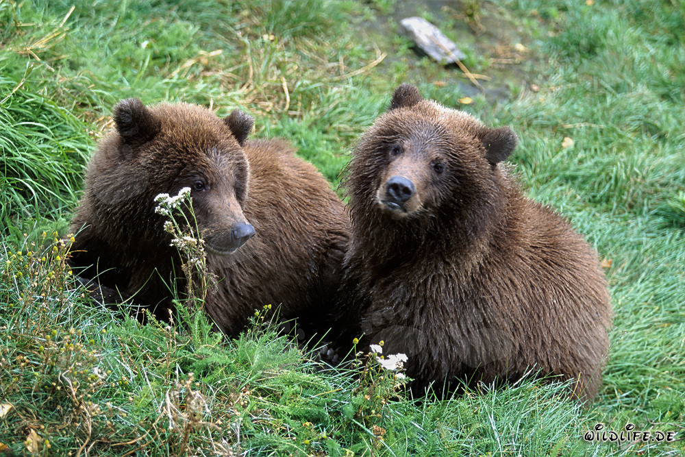 Dos jóvenes osos pardos (Ursus arctos horribilis)