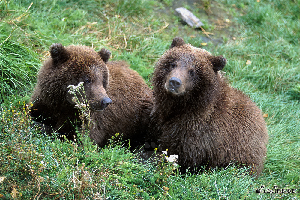 Due giovani orsi bruni (Ursus arctos horribilis)