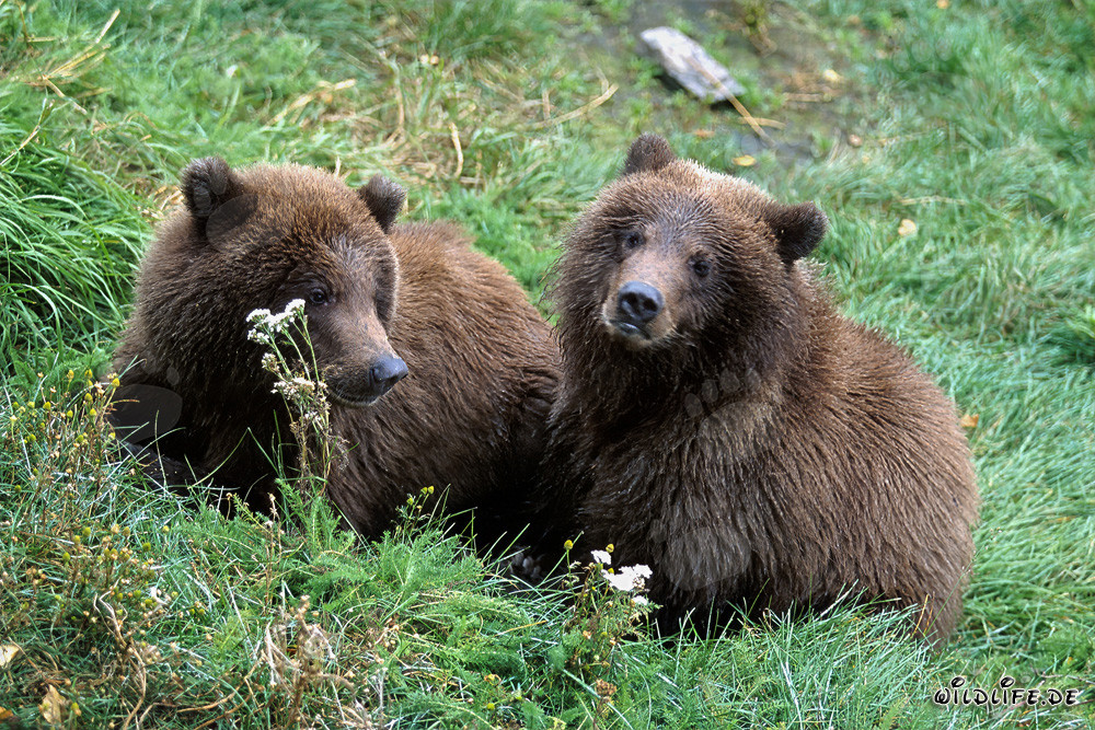 Two young Brown Bears (Ursus arctos horribilis)