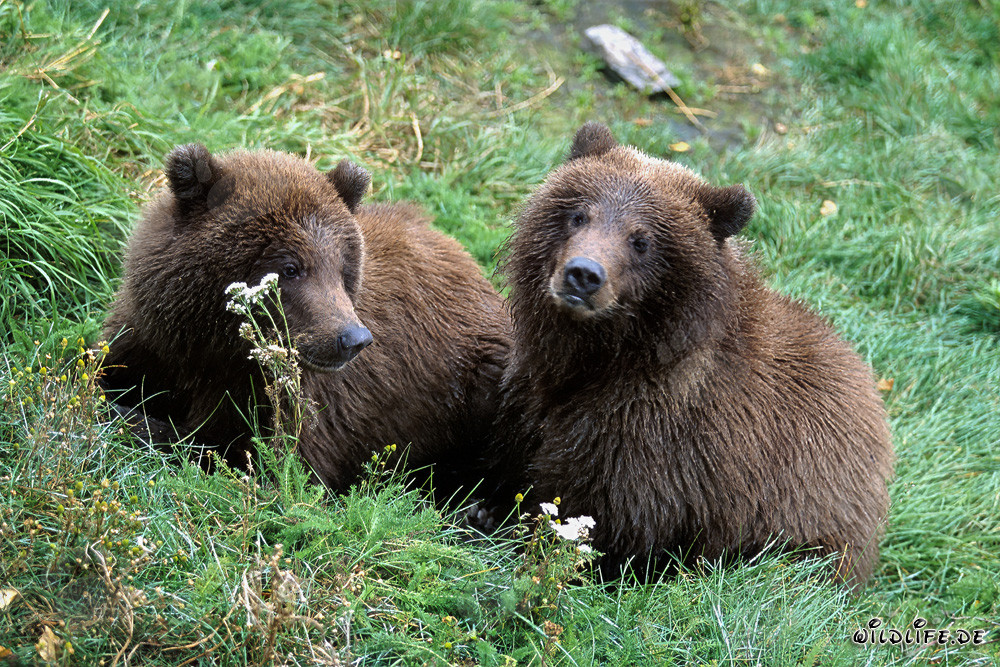 Zwei junge Braunbären (Ursus arctos horribilis)
