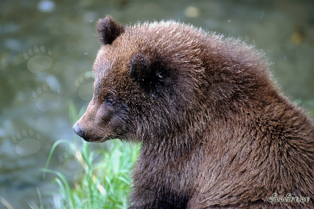 Giovane orso al Brooks River nel Parco Nazionale di Katmai, in Alaska