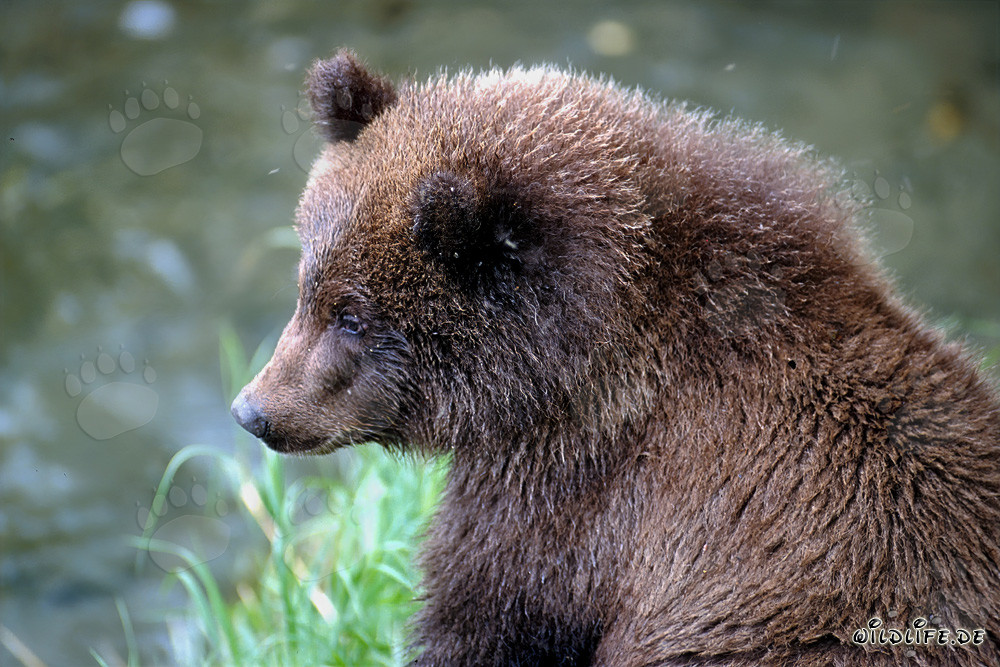 Jungbär am Brooks River in Katmai Nationalpark, Alaska